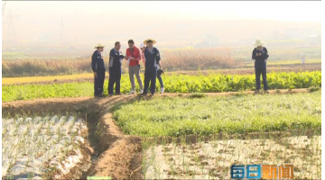 《每日新闻》：个旧市鸡街镇倘甸双河流域土壤改良修复示范项目进展顺利